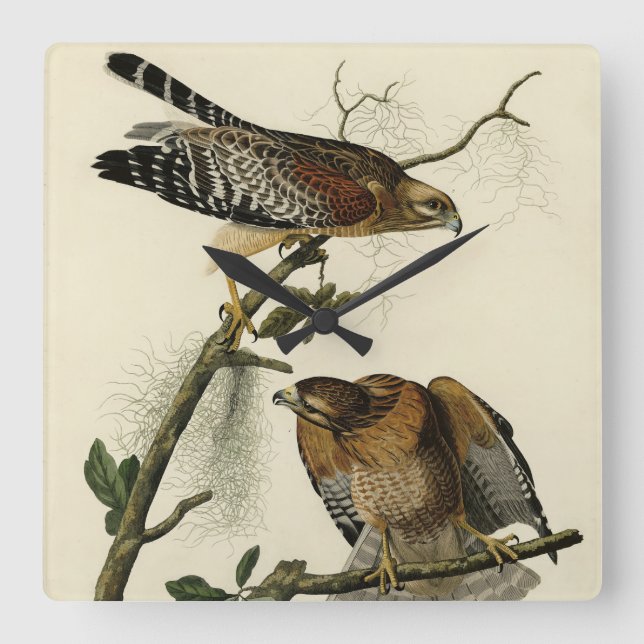 Röd-axlad Hawk - Audubon's Birds of America Fyrkantig Klocka (Framsida)
