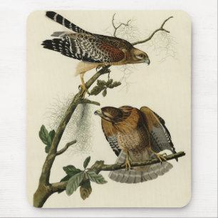 Röd-axlad Hawk - Audubon's Birds of America Musmatta
