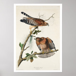 Röd-axlad Hawk av Audubon Poster