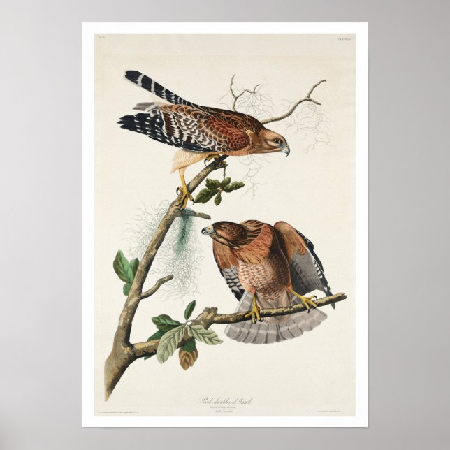 Röd-axlad Hawk av Audubon Poster (Framsidan)