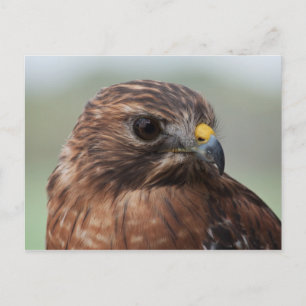 Röd-axlad hawk-fotovykort vykort
