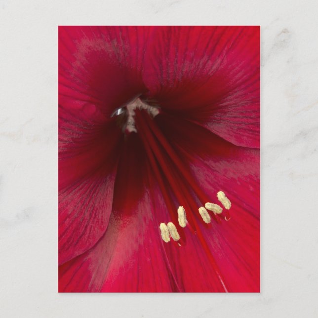 Röd Azalea närbild Vykort (Framsida)