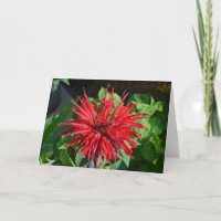 Röd Bee Balm Trädgårdsblomma Tomt Insida Fotografi