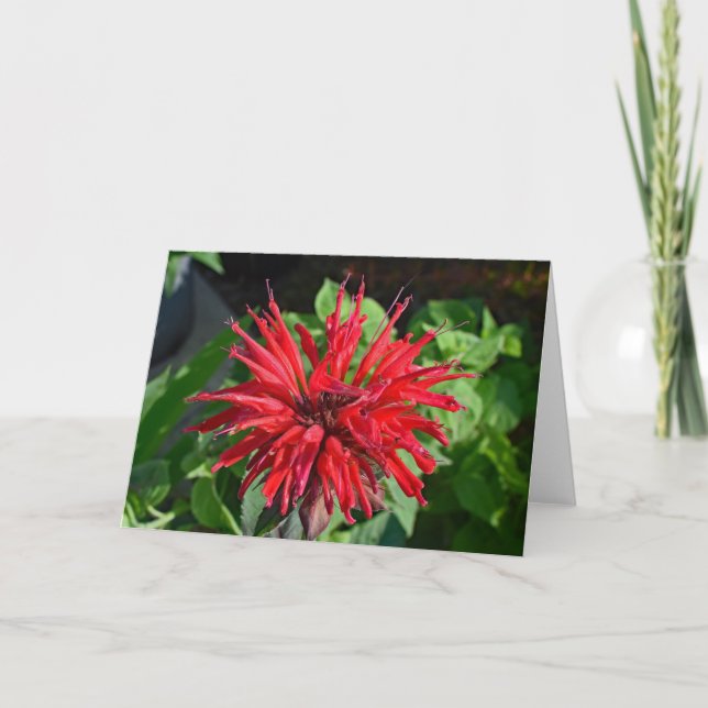 Röd Bee Balm Trädgårdsblomma Tomt Insida Fotografi Kort (Framsida)