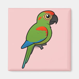 Röd-beklädd Macaw Magnet