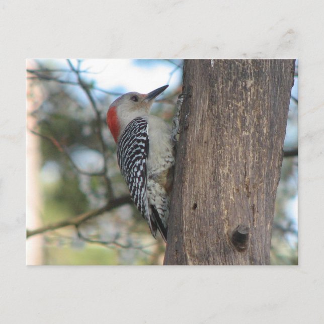 Röd-bellig vykort för hondjur (Framsida)