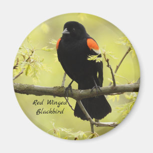 Röd bevingad Blackbird Magnet
