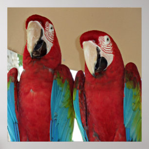Röd, blå, Grönt Macaws (Parrots) Poster