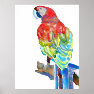 Röd blå makaw Parrots Parrot Watercolor Poster
