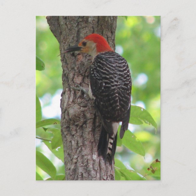 Röd blåögd Tunga-vykort Vykort (Framsida)