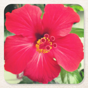 Röd blomma av Hibiscus Rosa-sinensis Underlägg Papper Kvadrat