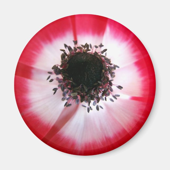 Röd blomma, centrum, magnet (Framsidan)