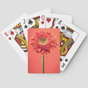 Röd blomma för Barberton Gerberadaisy Casinokort