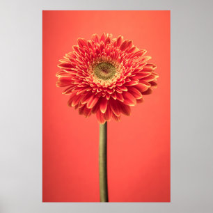 Röd blomma för Barberton Gerberadaisy Poster