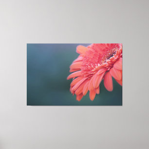 Röd blomma för Gerbera Canvastryck