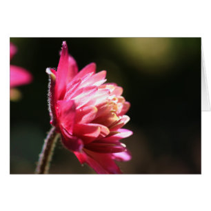 Röd blomma i solljus-Blomsterfotografi kort