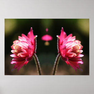 Röd blomma i solljus Spegel Abstrakt Poster
