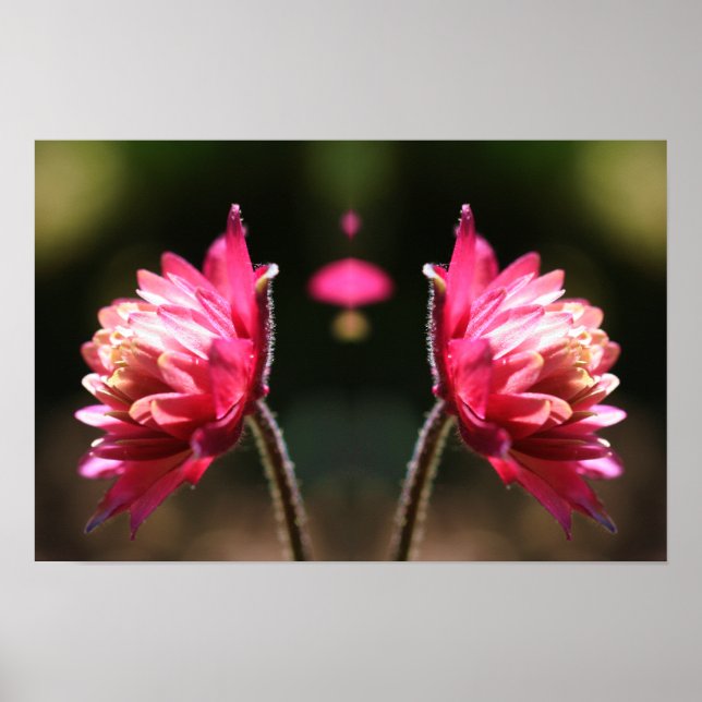 Röd blomma i solljus Spegel Abstrakt Poster (Framsidan)