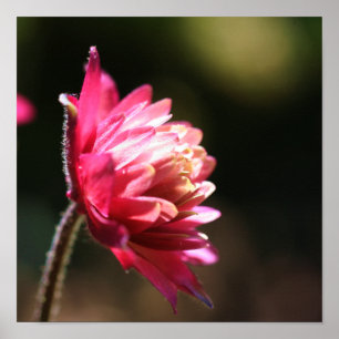 Röd blomma i solljus Stäng uppåt Poster