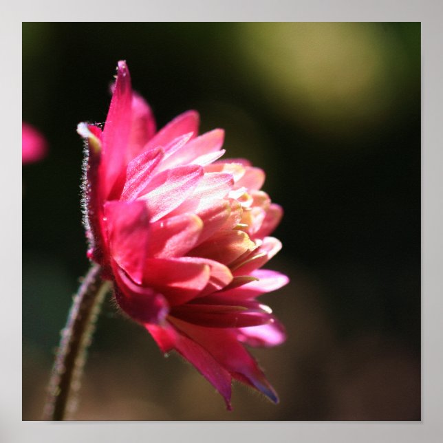 Röd blomma i solljus Stäng uppåt Poster (Framsidan)