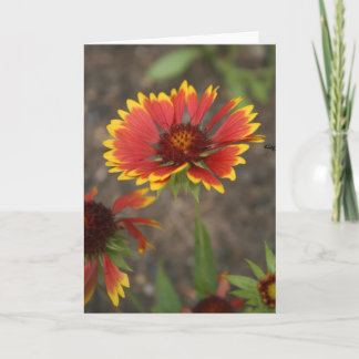 Röd blomma kort