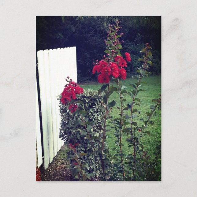 Röd blomma vykort (Framsida)