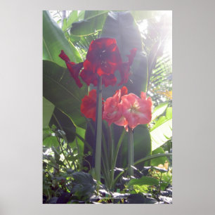 Röd blommaaffisch poster
