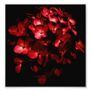 Röd blommabukett i svart bakgrundsfoto fototryck