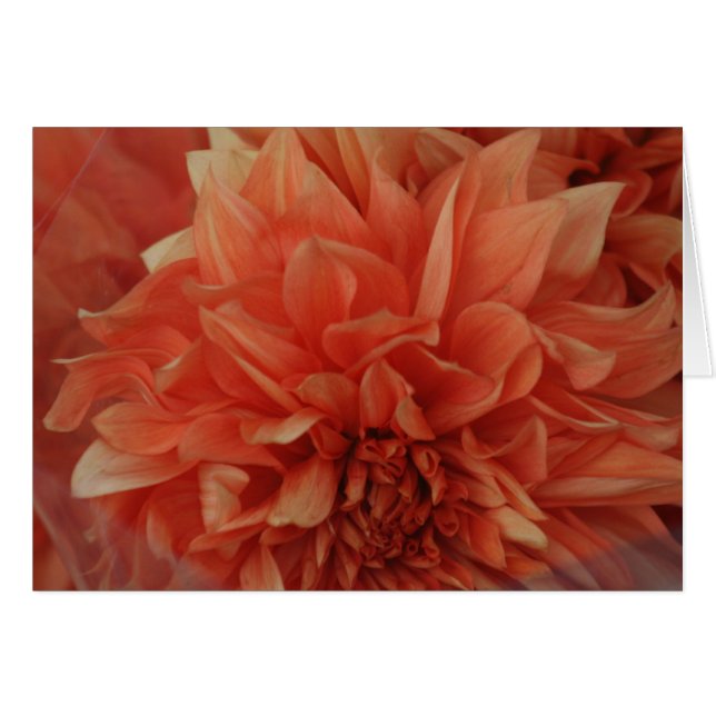 Röd blommakort*Blank Hälsningskort (Framsidan Horizontal)