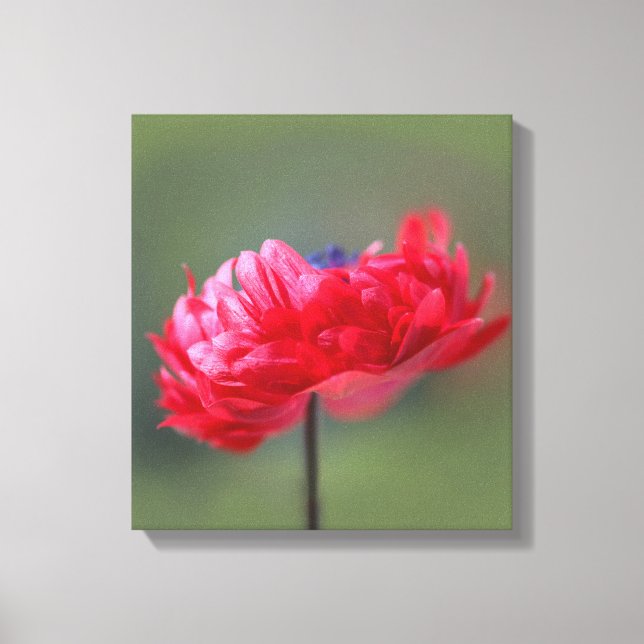Röd blommans målareffekt stängs canvastryck (Framsida)