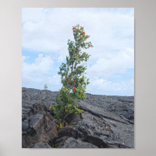 Röd Blommar Ohia Träd som odlar i Lava Fält Poster