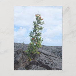 Röd Blommar Ohia Träd som odlar i Lava Fält Vykort
