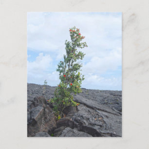 Röd Blommar Ohia Träd som odlar i Lava Fält Vykort