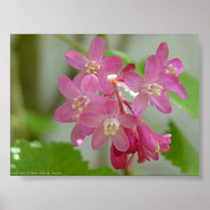 Röd blommarström poster