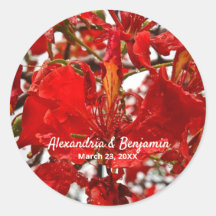 Röd Blommig Flamboyant Anpassa Natur
