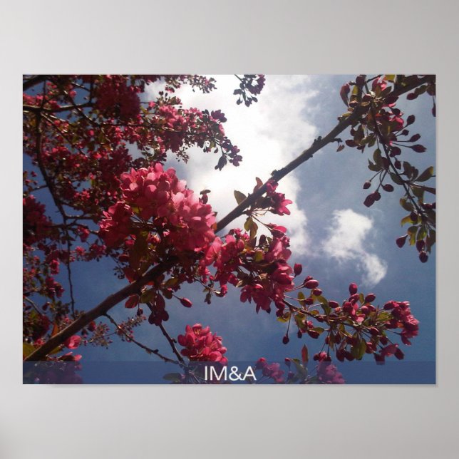 Röd Blommigt Blommar 2 Poster (Framsidan)