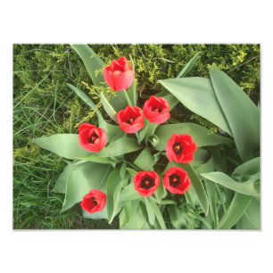 Röd blommigt fototryck