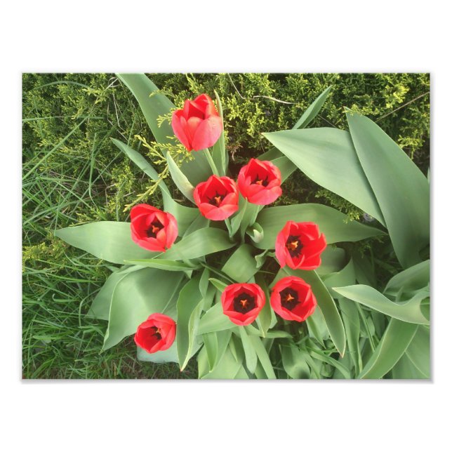Röd Blommigt Fototryck (Framsidan)
