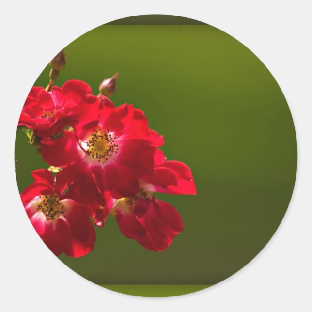 Röd blomsterdekal runt klistermärke (Framsida)