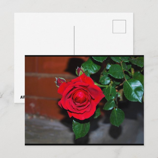 Röd blomsterros vykort (Fram/baksida)