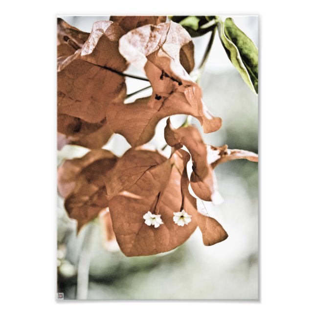 Röd Bougainvillea Fototryck (Framsidan)