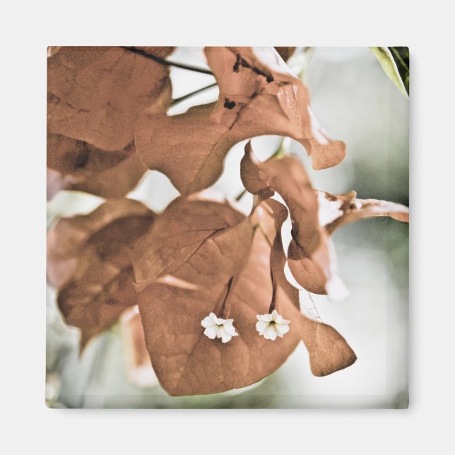 Röd Bougainvillea Magnet (Framsidan)