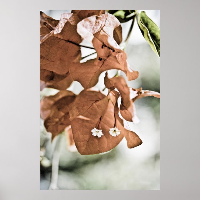 Röd Bougainvillea Poster (Framsidan)