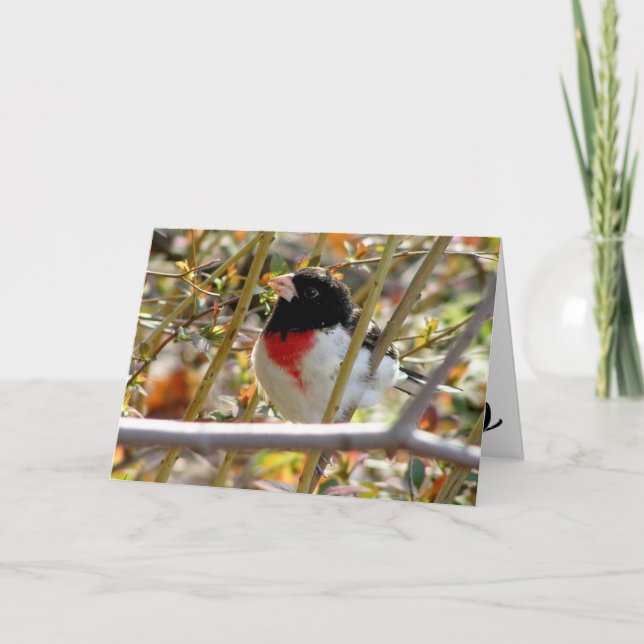 Röd bröstad Grosbeak Kort (Framsida)