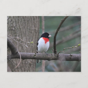 Röd-bröstad Grosbeak-vykort Vykort