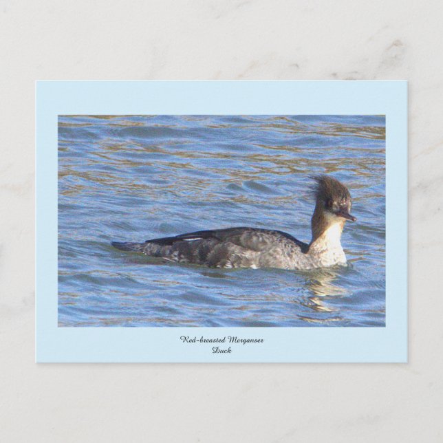 Röd-bröstad Merganser Anka-vykort Helg Vykort (Framsida)
