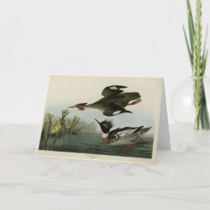 Röd-bröstad Merganser, Audubon's Birds of America Kort