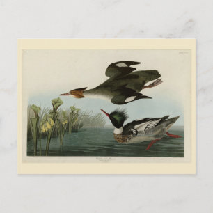 Röd-bröstad Merganser, Audubon's Birds of America Vykort