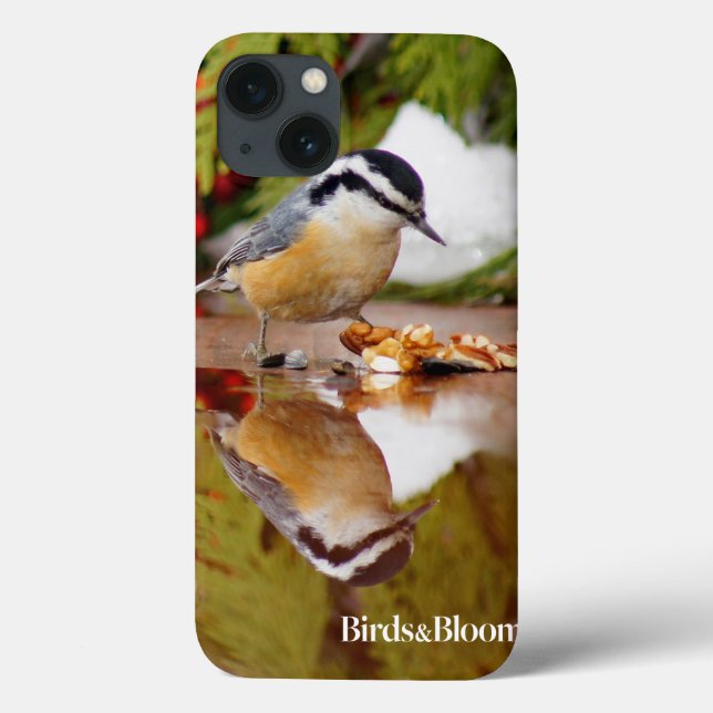 Röd-bröstad nuthatch (Baksida)