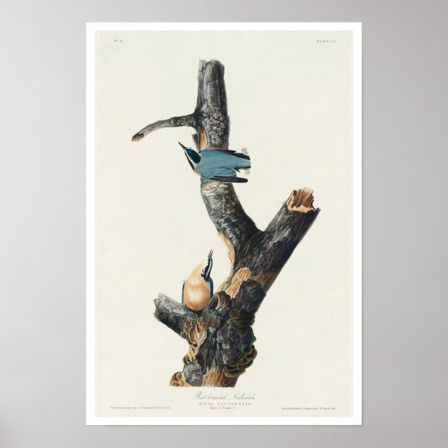 Röd-bröstad nuthatch av Audubon Poster (Framsidan)